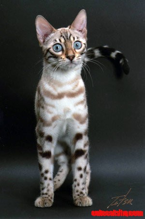 ^..^